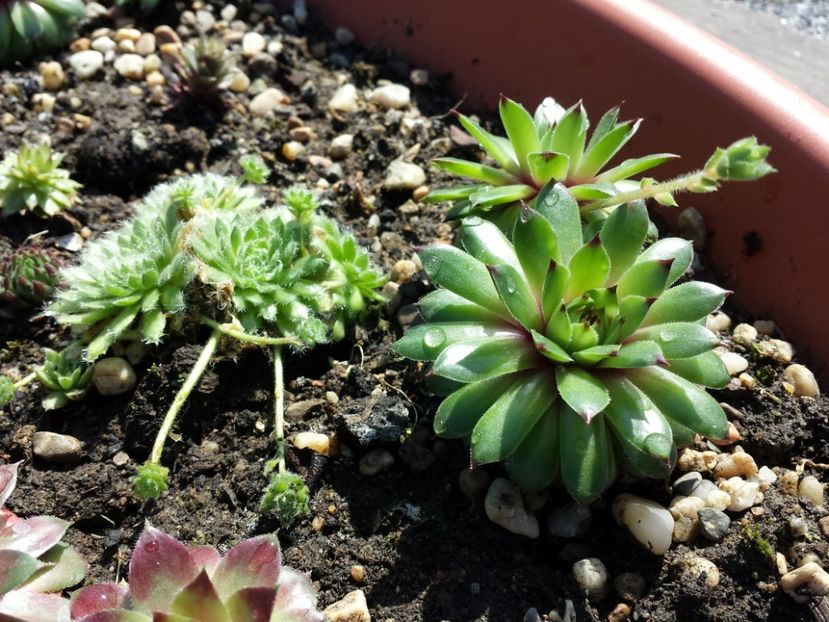  - Sempervivum - 2018 - 2020