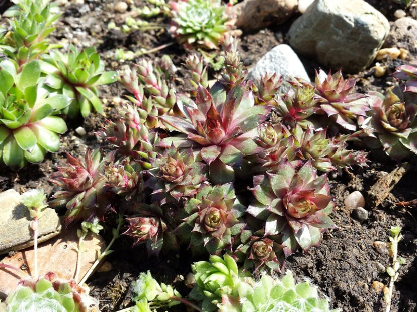  - Sempervivum - 2018 - 2020