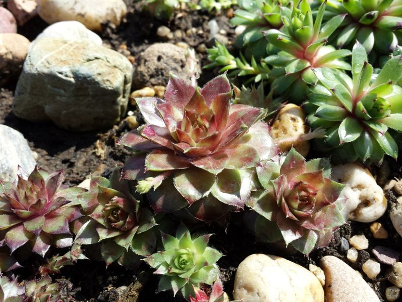  - Sempervivum - 2018 - 2020