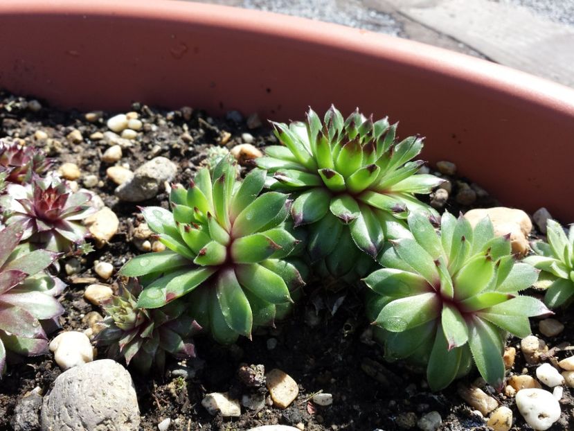  - Sempervivum - 2018 - 2020