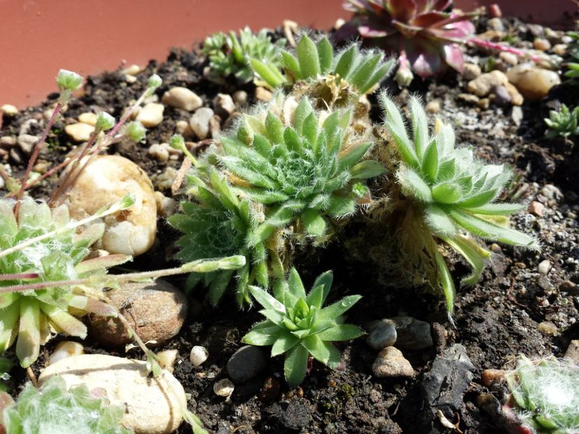  - Sempervivum - 2018 - 2020