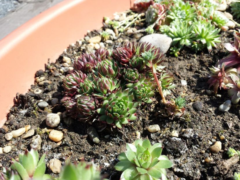  - Sempervivum - 2018 - 2020