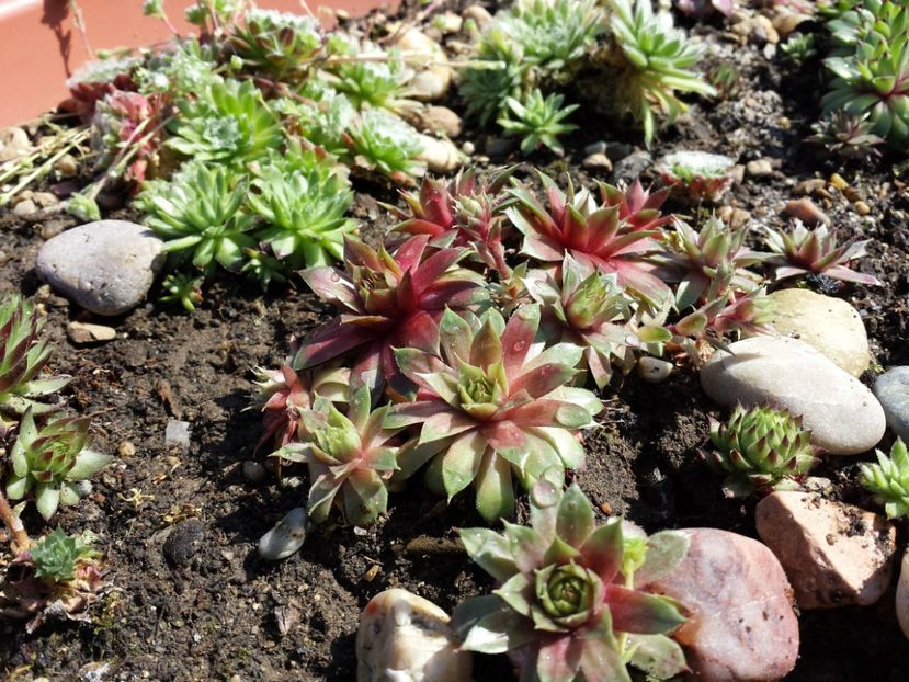  - Sempervivum - 2018 - 2020