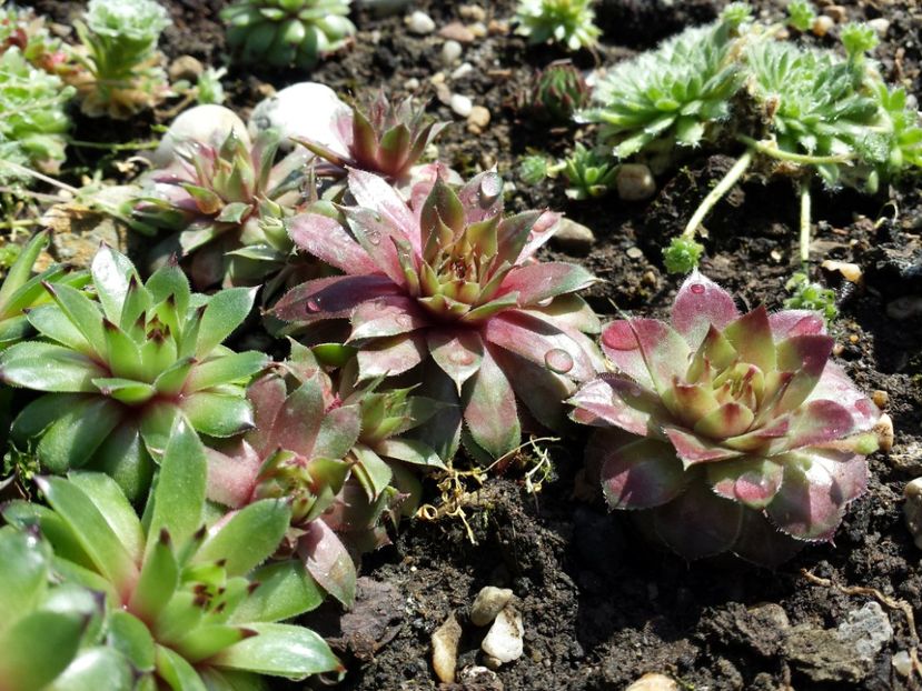  - Sempervivum - 2018 - 2020