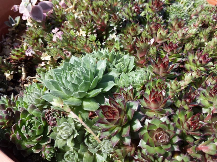  - Sempervivum - 2018 - 2020