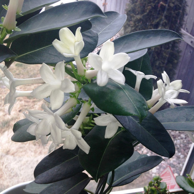  - 2018 Plante de interior