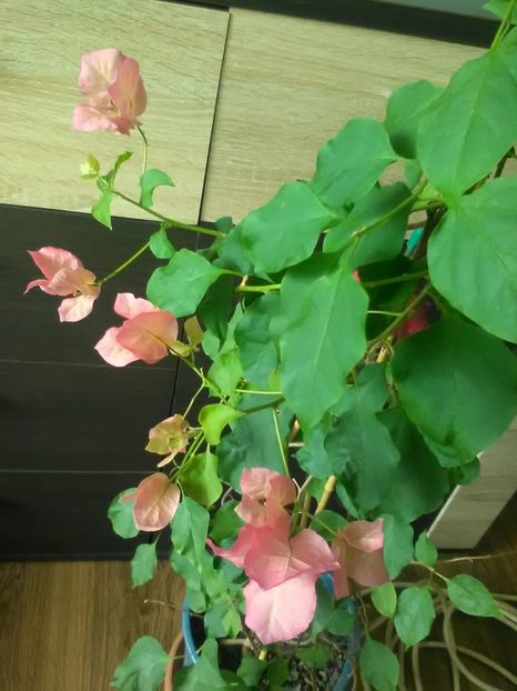 Bouga - Primavara 2018