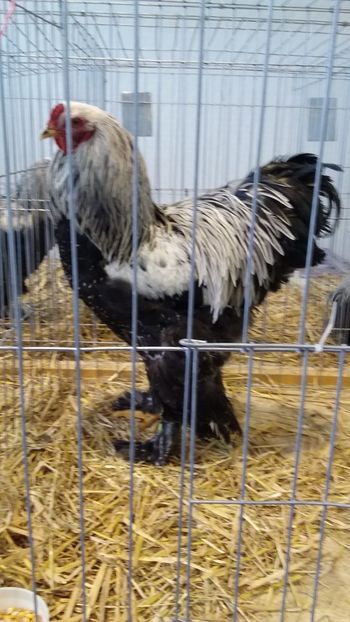  - 1_2- OUA DISPONIBILE