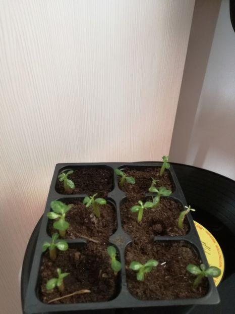 adenium din seminte plantate in 26 ian - adenium