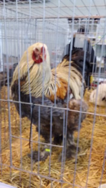  - Brahma silver 2018