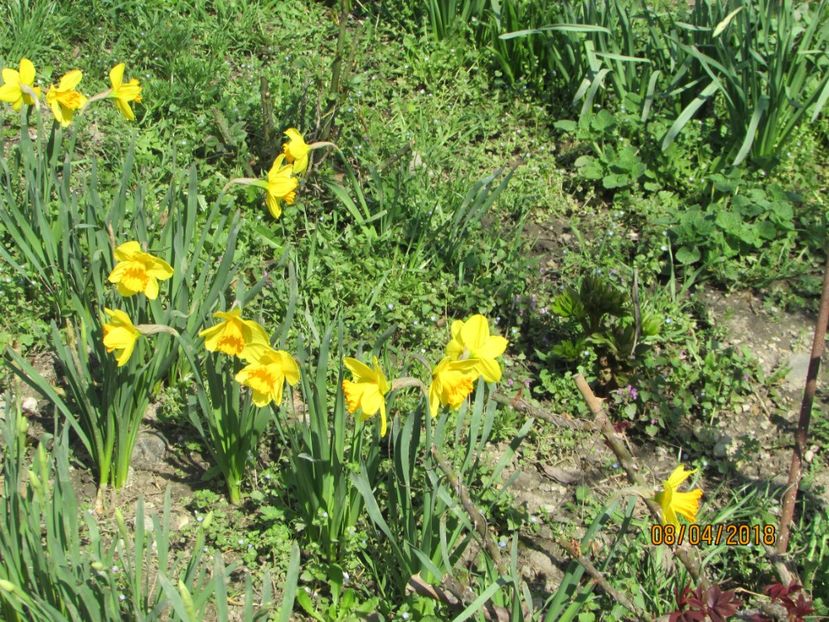  - 2018 - În grădină