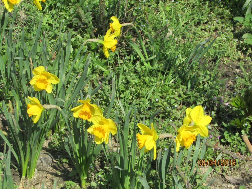  - 2018 - În grădină