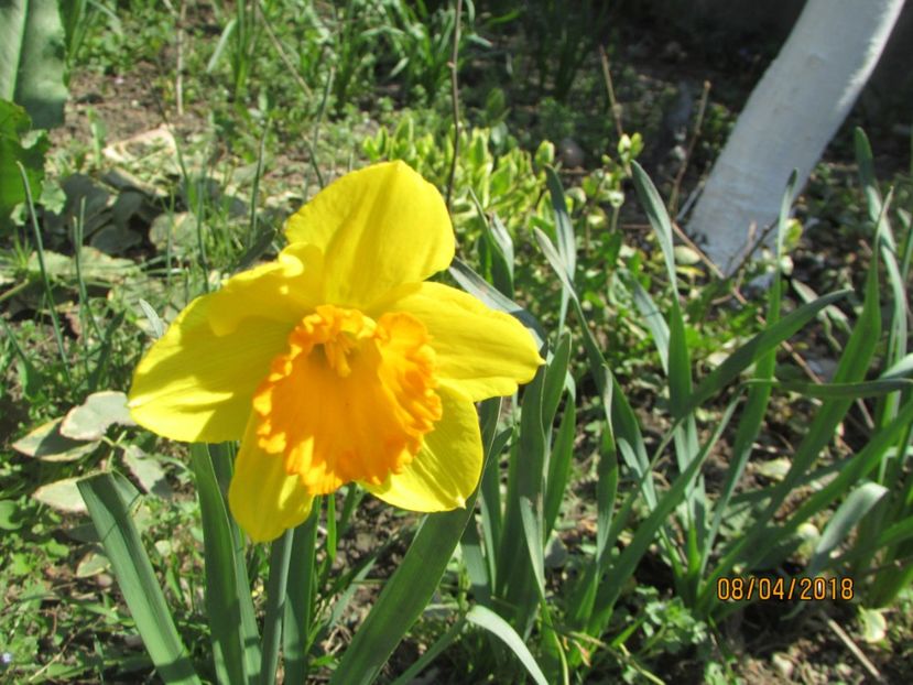  - 2018 - În grădină