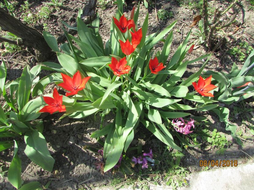  - 2018 - În grădină