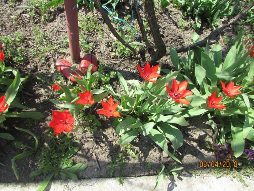  - 2018 - În grădină