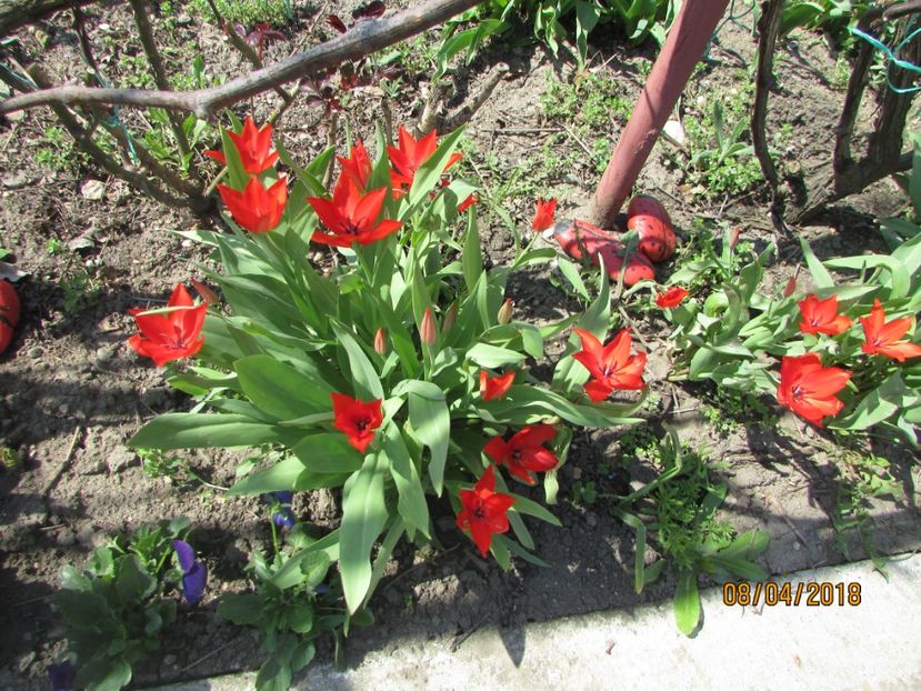  - 2018 - În grădină