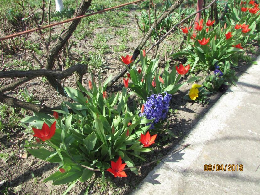  - 2018 - În grădină