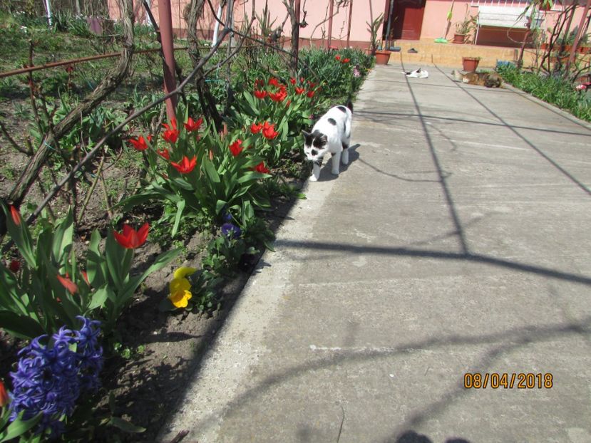  - 2018 - În grădină