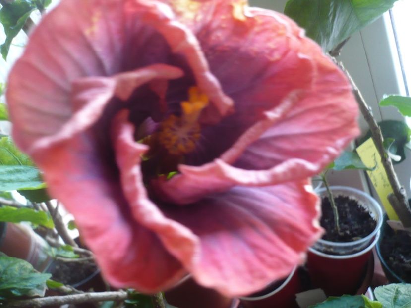 08.04.2018 - HIBISCUSI 2018-1