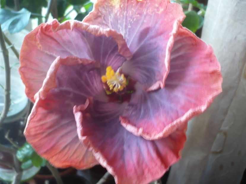 P1360520 - HIBISCUSI 2018-1