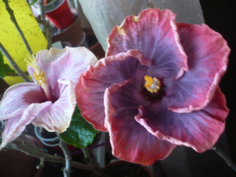 P1360521 - HIBISCUSI 2018-1