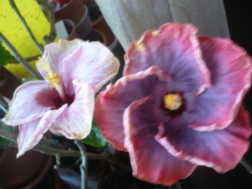 P1360522 - HIBISCUSI 2018-1