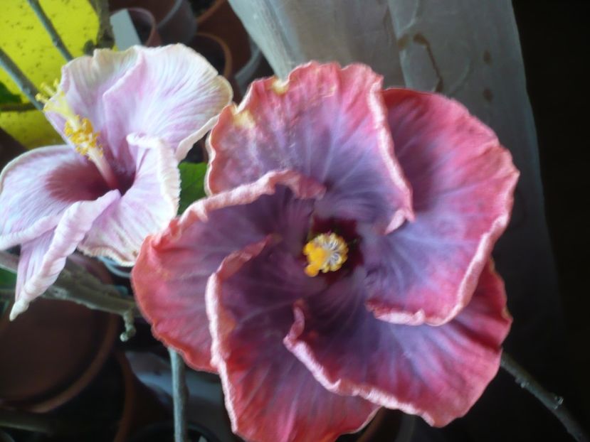 P1360524 - HIBISCUSI 2018-1