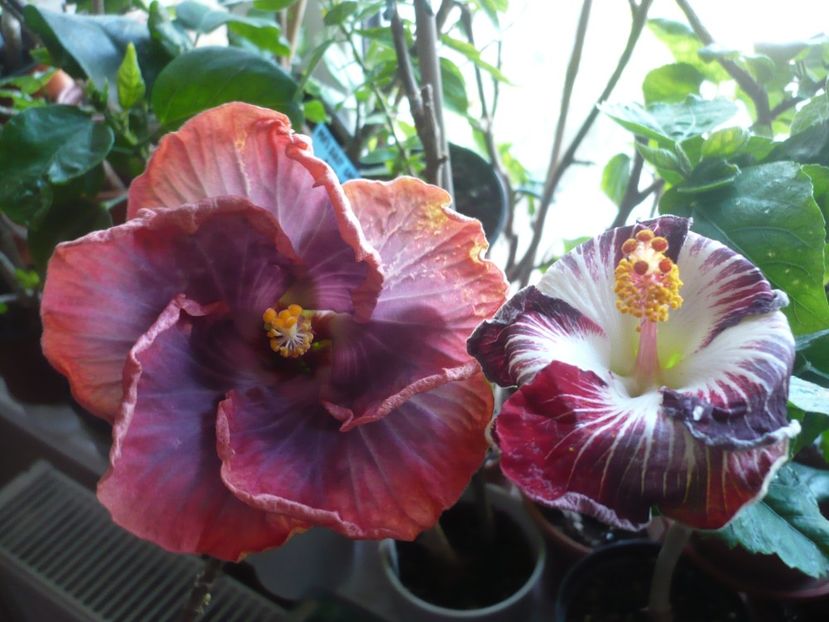 P1360525 - HIBISCUSI 2018-1