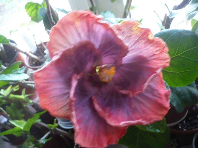 P1360526 - HIBISCUSI 2018-1