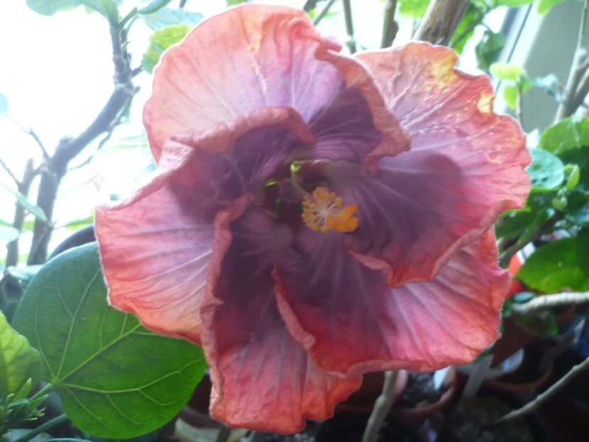 P1360527 - HIBISCUSI 2018-1