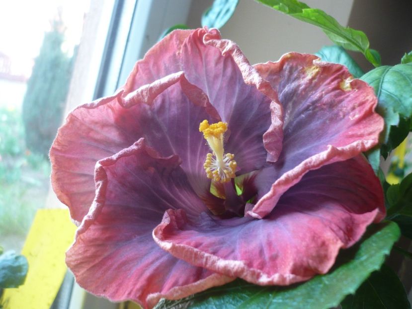 P1360528 - HIBISCUSI 2018-1