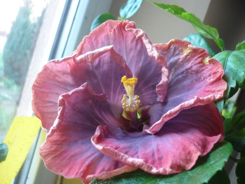 P1360529 - HIBISCUSI 2018-1