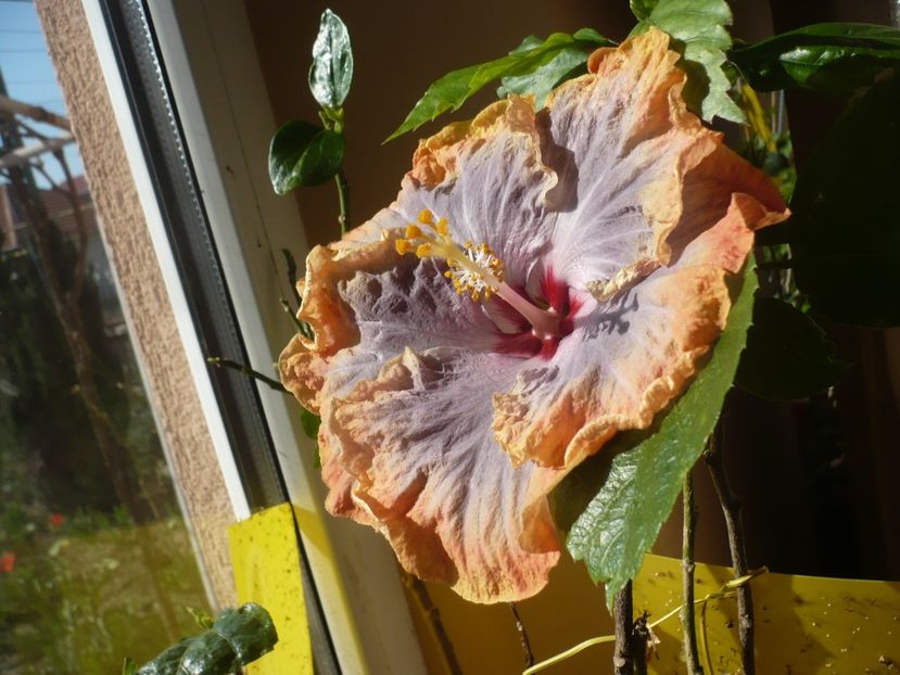 P1360531 - HIBISCUSI 2018-1