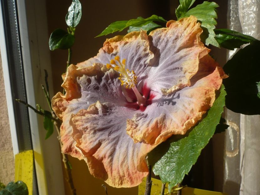 P1360532 - HIBISCUSI 2018-1