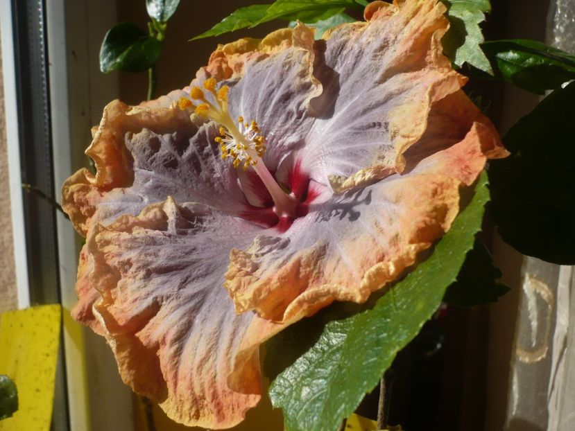 P1360534 - HIBISCUSI 2018-1