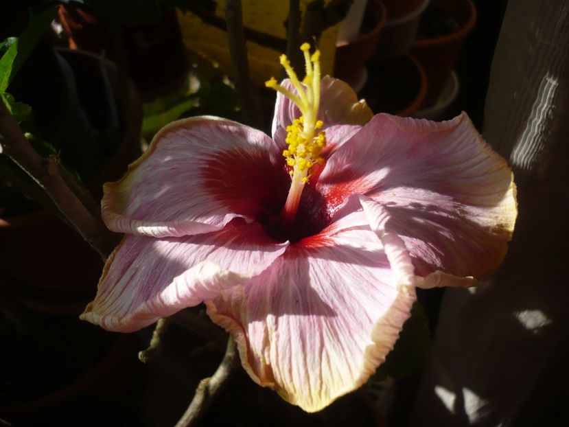 P1360536 - HIBISCUSI 2018-1