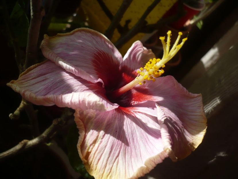 P1360537 - HIBISCUSI 2018-1