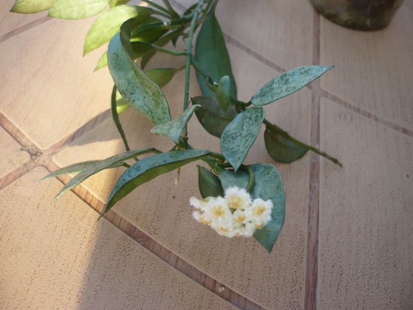 08.04.2018 - HOYA 2018-1