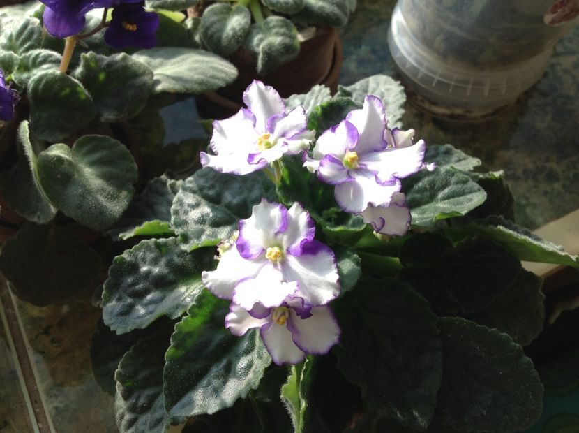  - Violete inflorirea de primavara 2018