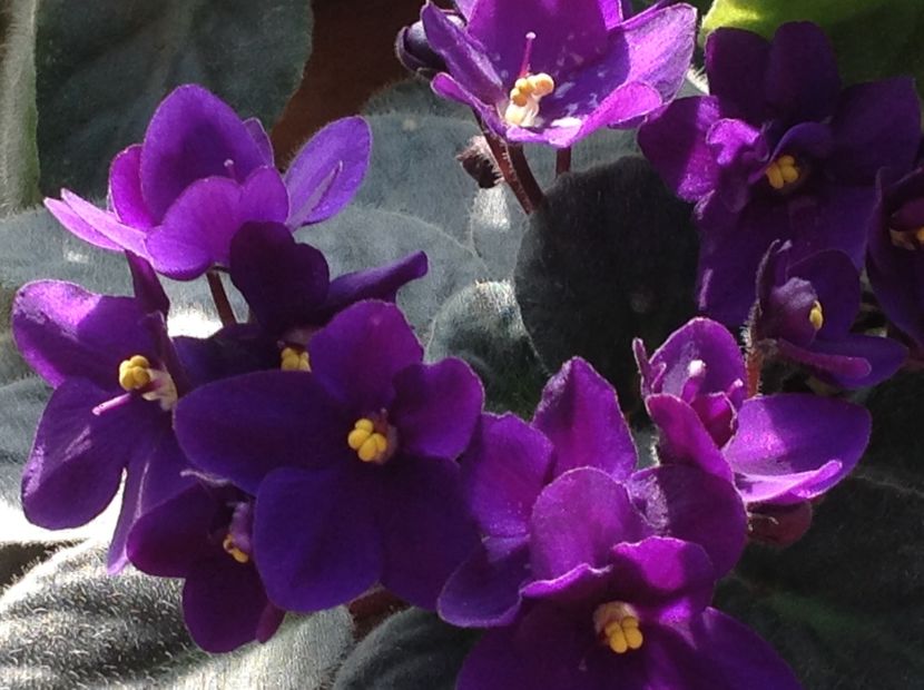  - Violete inflorirea de primavara 2018