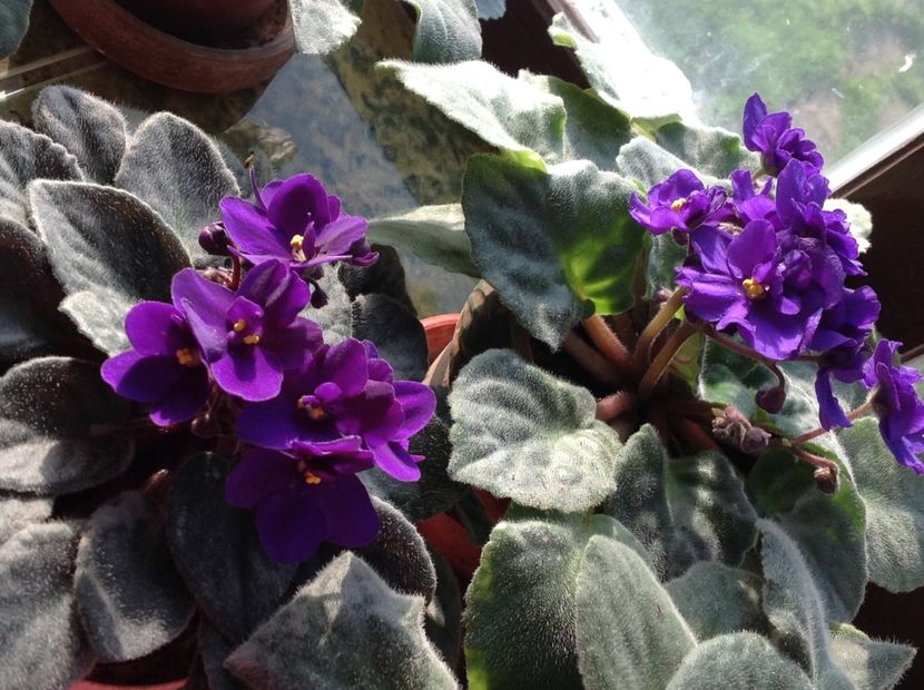  - Violete inflorirea de primavara 2018