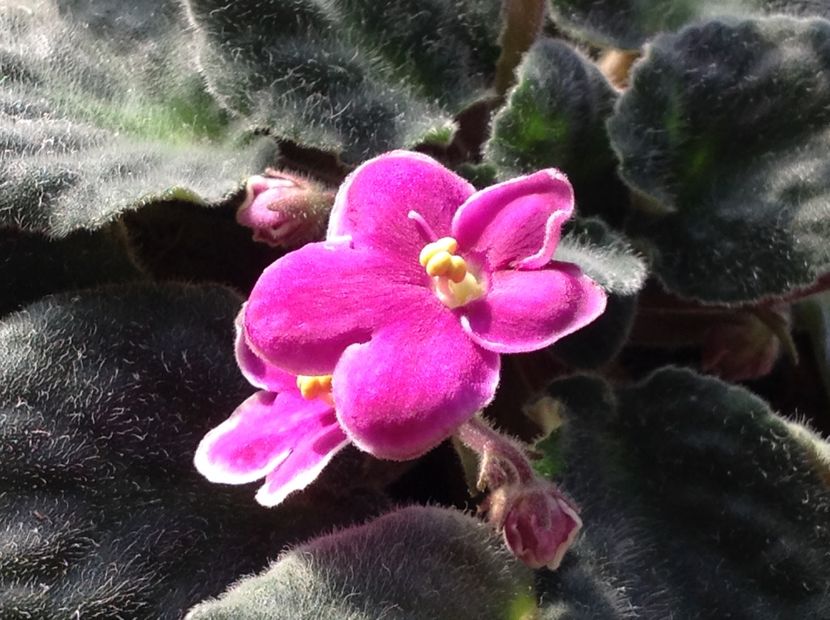  - Violete inflorirea de primavara 2018
