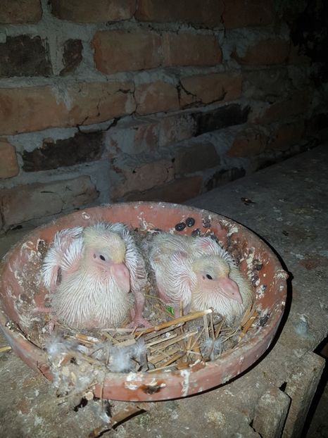 Voiajor albi - Pui 2018