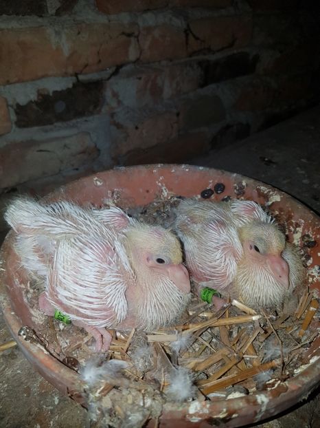 Voiajori albi - Pui 2018