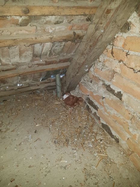 Jucători de galați - Pui 2018