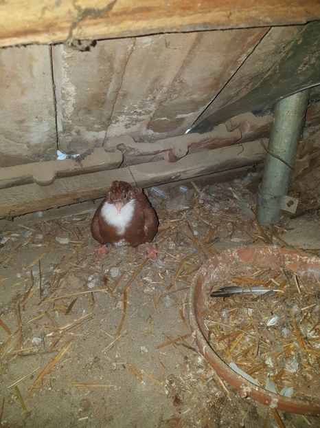 Jucători de galați - Pui 2018