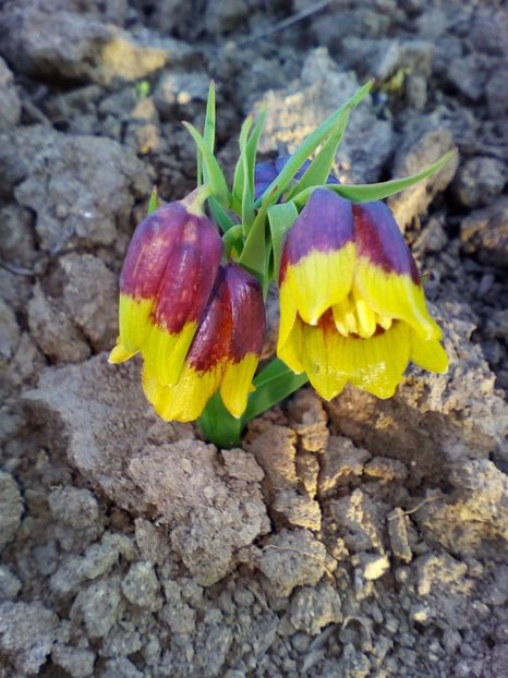  - curtea cu toate cele 2018