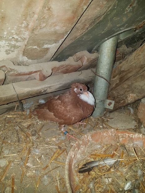 Jucători de galați - Pui 2018