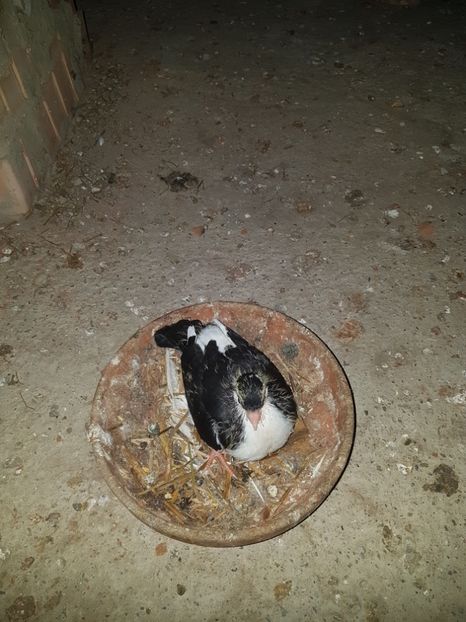 Jucători de galați - Pui 2018