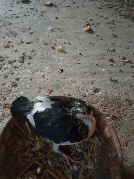 Jucători de galați - Pui 2018